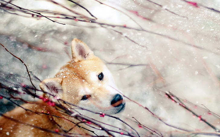 snowfall, Akita inu, looking into the soul, HD wallpaper
