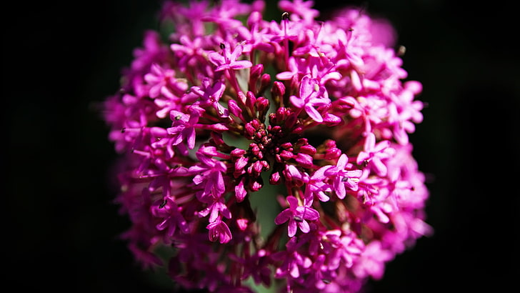 pink flower, nature, purple, flowers, plants, macro, HD wallpaper