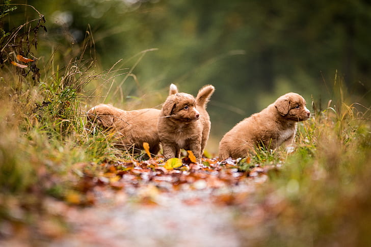 秋、森林、犬、葉、自然、子犬、トリオ、レトリーバー、三位一体、ひな、3匹の犬、ノバスコシアダックトーリング、3匹の子犬、ノバスコシアダックトーリングレトリーバー、 HDデスクトップの壁紙