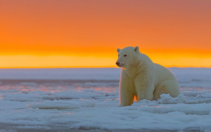 Polar bear alaska snow-Photo HD Wallpaper, HD wallpaper
