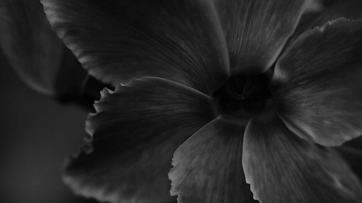 ดอกไม้สีน้ำตาลขาวดำดอกไม้มาโครพืช, วอลล์เปเปอร์ HD