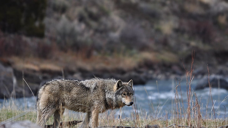 회색과 검은 늑대, 늑대, 포유류, 동물, 야생 동물, 자연, HD 배경 화면