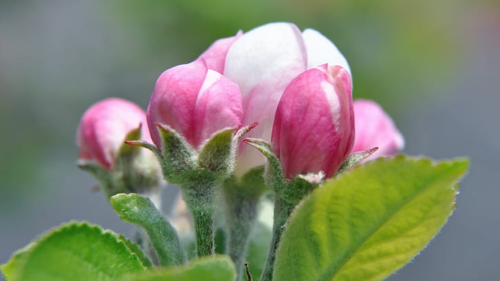 Apple Blossom, blommor, HD tapet
