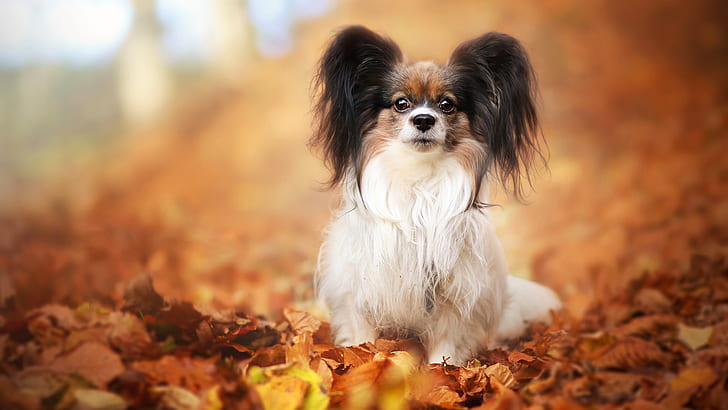 осень, взгляд, листья, поза, фон, листва, собака, щенок, лицо, сидящий, милашка, ребенок, размытый, декоративный, папийон, HD обои