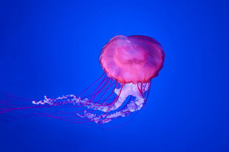 pink jellyfish, jellyfish, underwater, animal, tentacle, sea, swimming Animal, nature, blue, cnidarian, wildlife, poisonous, aquarium, sea Life, stinging, water, HD wallpaper HD wallpaper