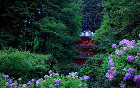 ortensie viola, verdi, alberi, fiori, parco, Giappone, pagoda, Kyoto, cespugli, ortensie, Sfondo HD HD wallpaper
