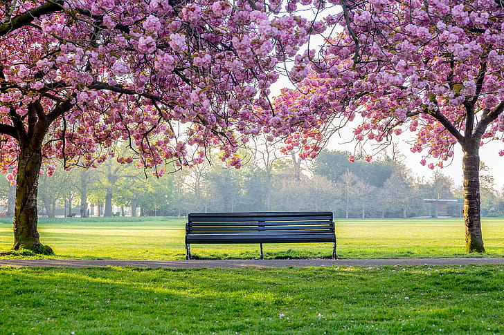 trees, flowers, Park, spring, flowering, pink, blossom, tree, bench, HD wallpaper