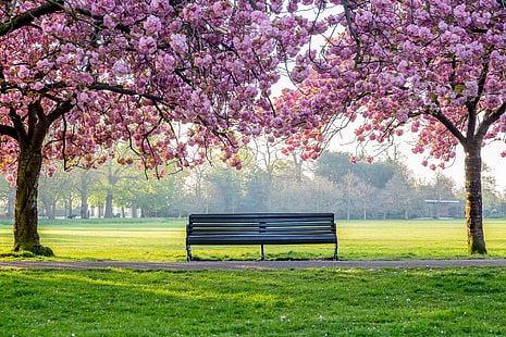 дървета, цветя, парк, пролет, цъфтеж, розово, цвят, дърво, пейка, HD тапет HD wallpaper