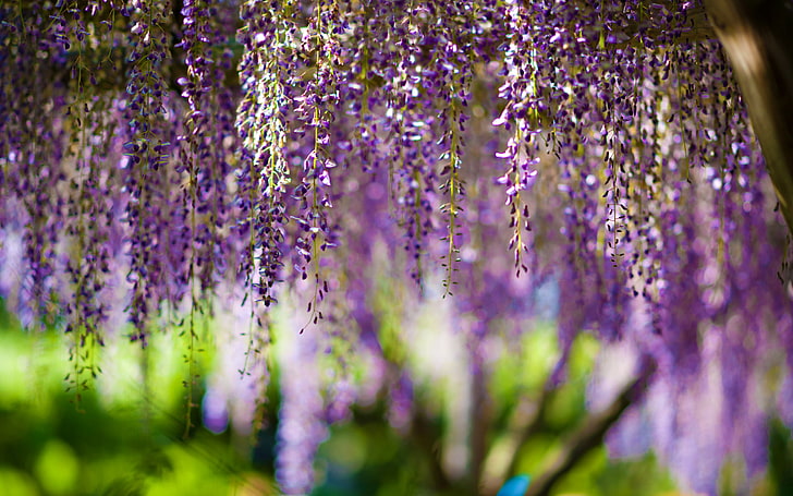 lavender lot, flowers, bokeh, purple, wisteria, HD wallpaper
