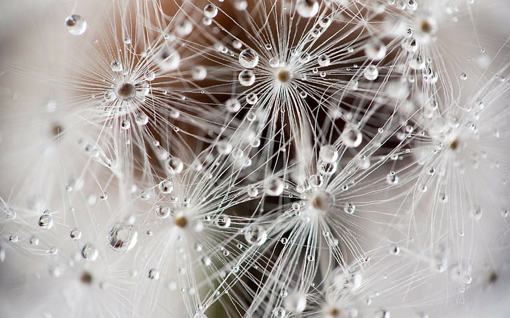 Dandelion Macro Water Drops HD, dandelion putih makro, alam, makro, air, tetes, dandelion, Wallpaper HD