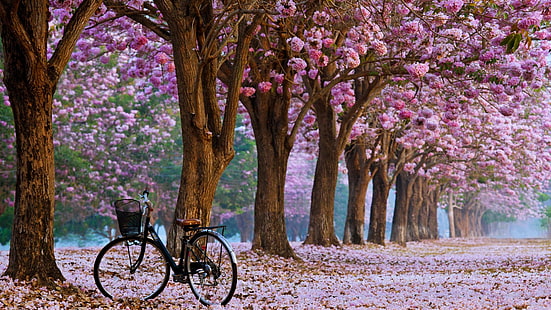 florescendo, árvores, primavera, vida, HD papel de parede HD wallpaper