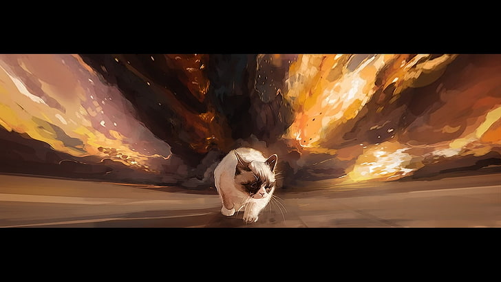 white and black cat painting, the explosion, background, gait, Grumpy cat, Tard, HD wallpaper