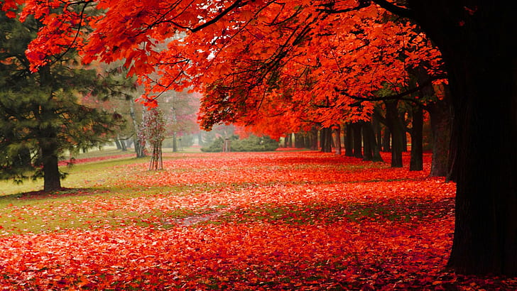 Natural, park, autumn, red leaves, autumn scenery HD, natural, park, autumn, red leaves, autumn scenery hd, HD wallpaper