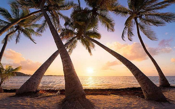fünf braune Bäume, Natur, Landschaft, Strand, Palmen, Meer, Sand, tropisch, Karibik, Guadeloupe Island, Sommer, Ferien, HD-Hintergrundbild