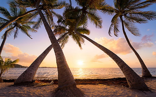 cinque alberi marroni, natura, paesaggio, spiaggia, palme, mare, sabbia, tropicale, caraibico, isola della Guadalupa, estate, vacanza, Sfondo HD HD wallpaper