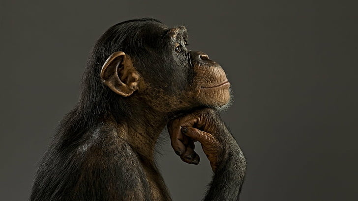 chimpanzé, macaco, pense, HD papel de parede