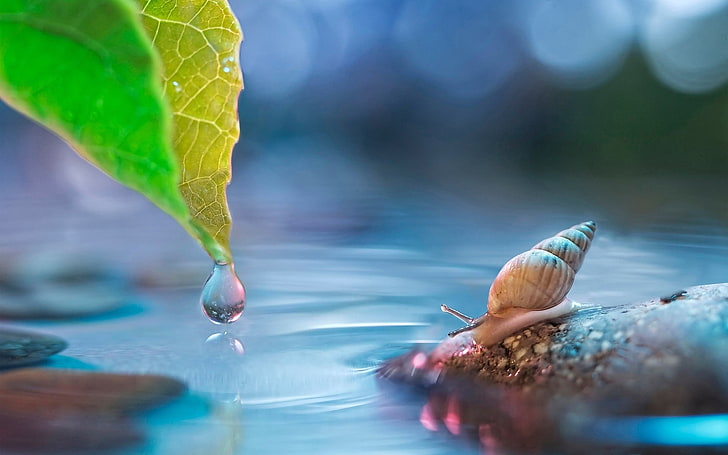 brown snail, snail, water, drop, leaf, HD wallpaper