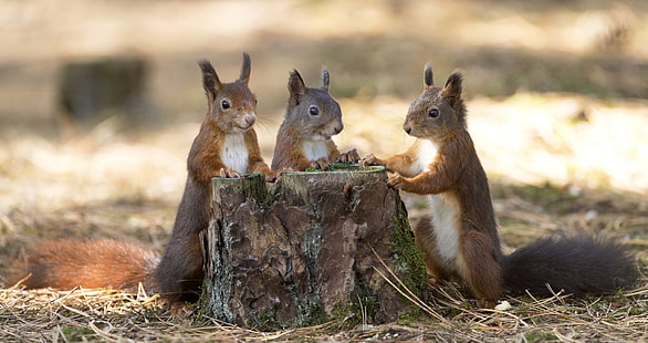 animal, cute, veverita, squirrel, trio, funny, HD wallpaper HD wallpaper