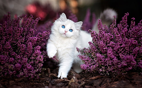 animal, lindo, flor, esponjoso, gatito, púrpura, Fondo de pantalla HD HD wallpaper