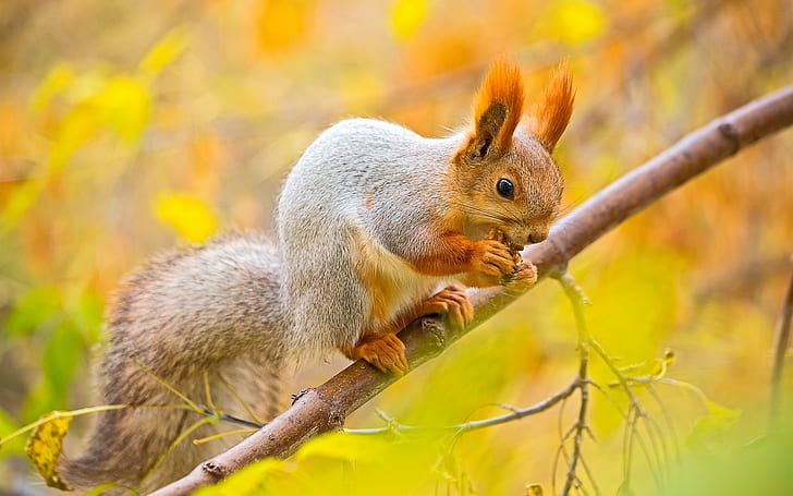 Squirrel, nut, tree, branches, autumn, Squirrel, Nut, Tree, Branches, Autumn, HD wallpaper