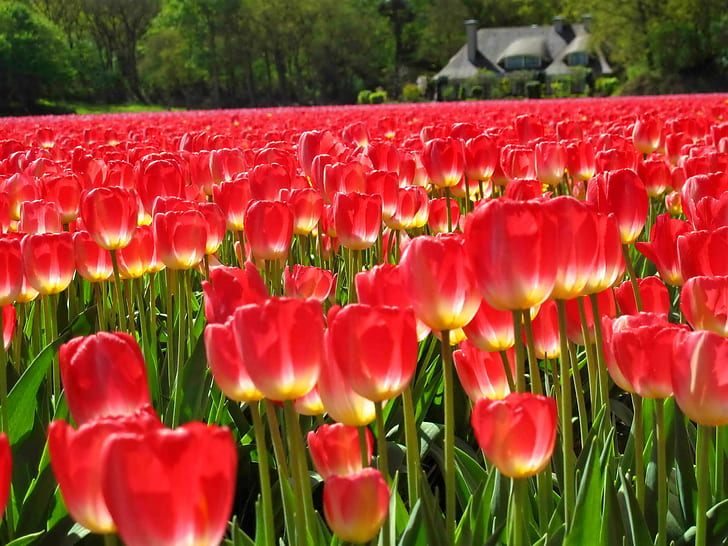Alfombra de tulipanes rojos, encantadora, cabaña, prado, agradable, alfombra, hermosa, vegetación, tulipanes, flores, árboles, campo, casa, Fondo de pantalla HD
