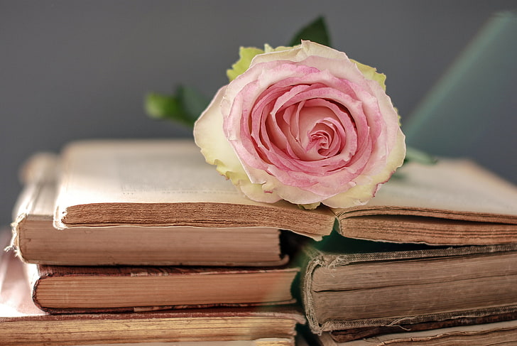 merah muda dan putih bunga mawar dan buku-buku berbagai macam judul, bunga, lembut, mawar, buku, Wallpaper HD