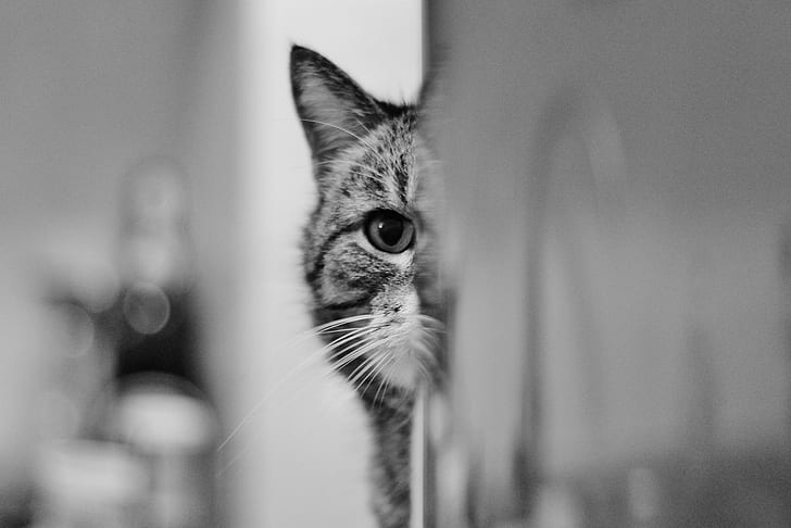 kucing, Wallpaper HD