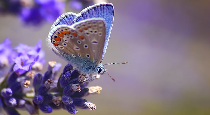 Insects HD Wallpaper, silver studded blue butterfly, Animals, Insects, Butterfly, Macro, lavander, HD wallpaper