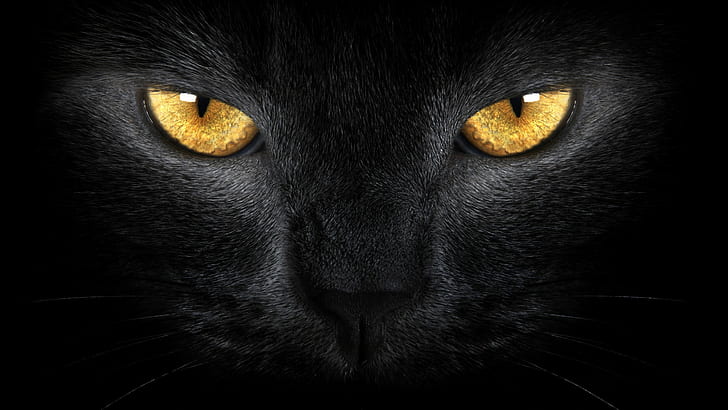 black, cat, eyes, pet, yellow, HD wallpaper