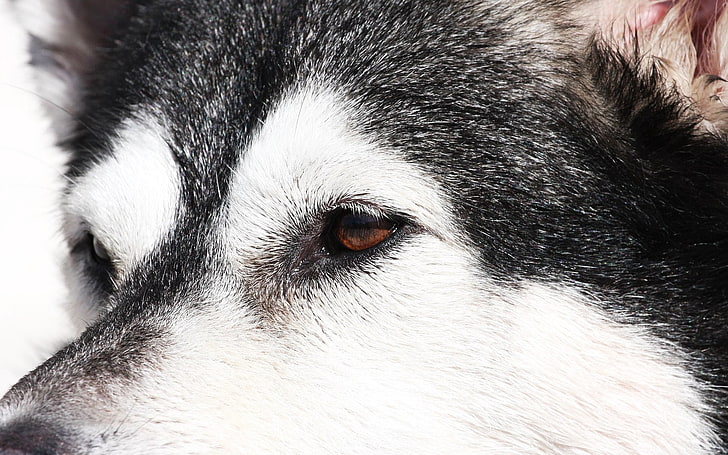 adulto bianco e nero Alaskan malamute, usky, cane, viso, occhi, Sfondo HD