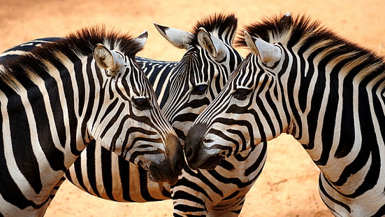 zebras, animais, HD papel de parede HD wallpaper