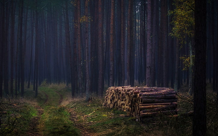 tumpukan log pohon coklat, gelap, kayu, hutan, pohon, alam, Wallpaper HD
