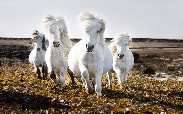 昼間、動物、自然、馬の間に4つの白い馬の写真、 HDデスクトップの壁紙