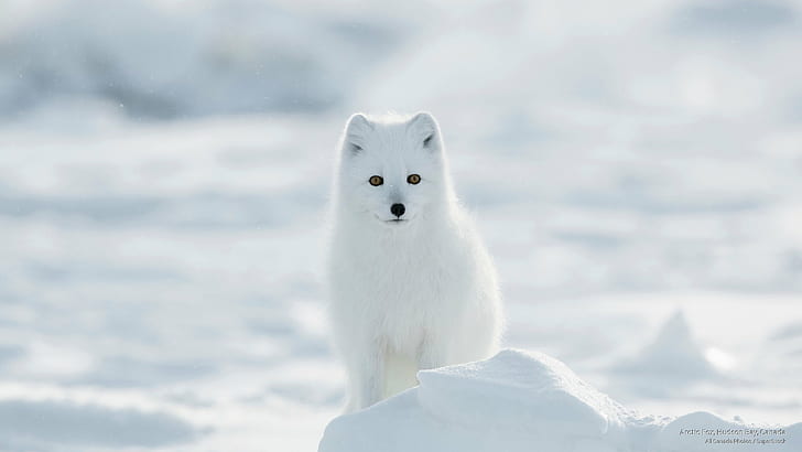 Arctic Fox, Hudson Bay, Canada, Animals, HD wallpaper