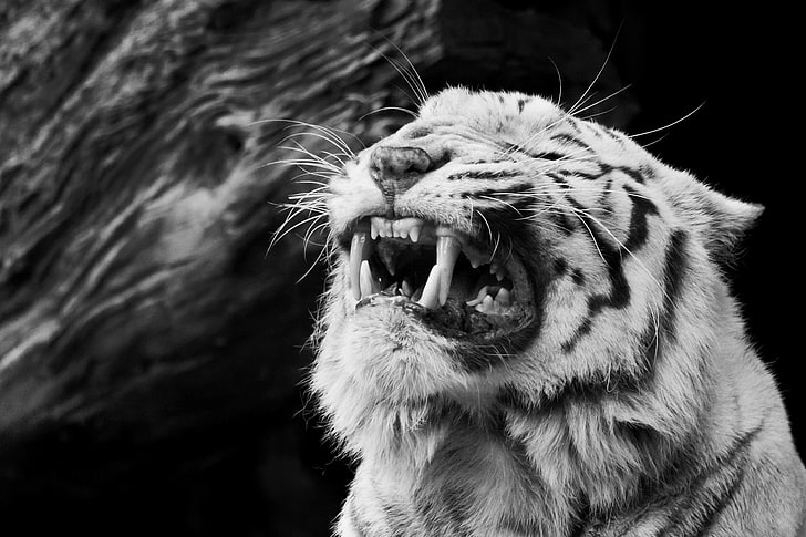 grayscale photo of tiger, face, anger, black and white, rage, fangs, grin, white tiger, HD wallpaper