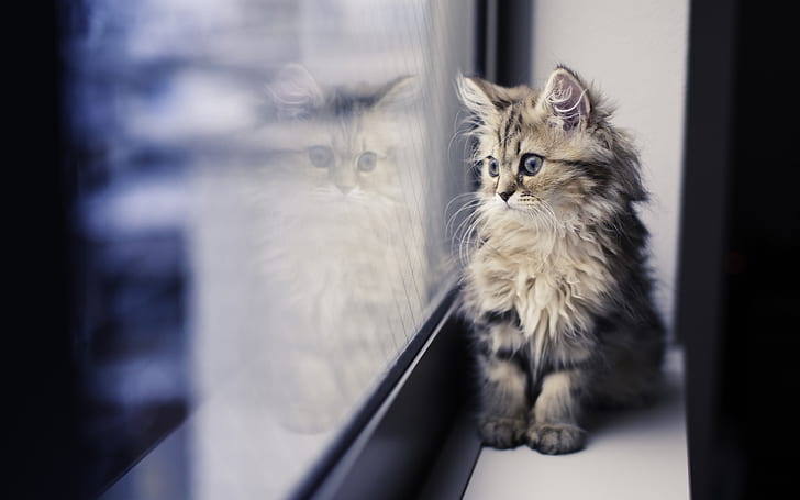 Chaton mignon, rebord de fenêtre, à la recherche, chaton tigré gris, mignon, chaton, fenêtre, seuil, à la recherche, Fond d'écran HD