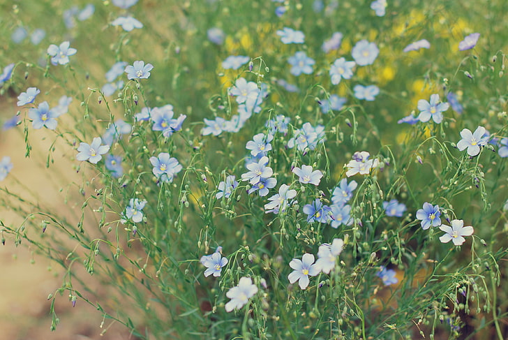 лилаво цвете поле, цветя, поле, светлина, HD тапет