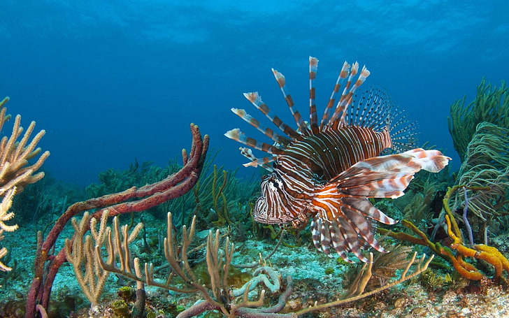 Fishes, Lionfish, HD wallpaper