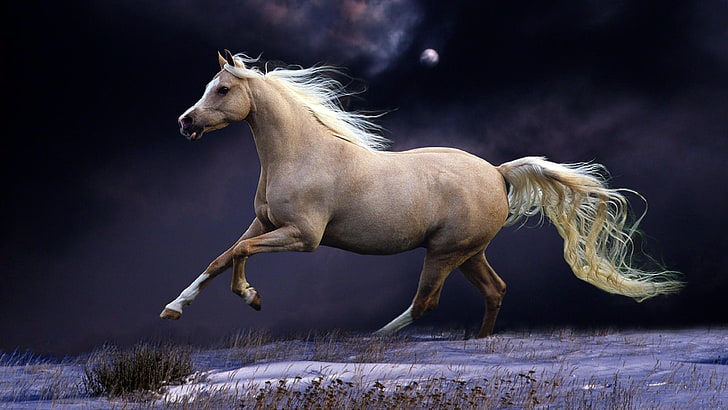 лошадь, луна, снег, бег, красиво, ночь, небо, бег, грива, HD обои