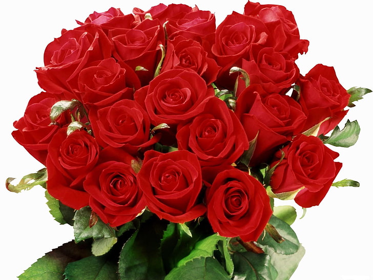 赤いバラ、バラ、花、花束、赤、エレガント、白の背景、 HDデスクトップの壁紙