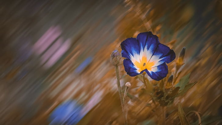 Bokeh, Blumen, Pflanzen, HD-Hintergrundbild