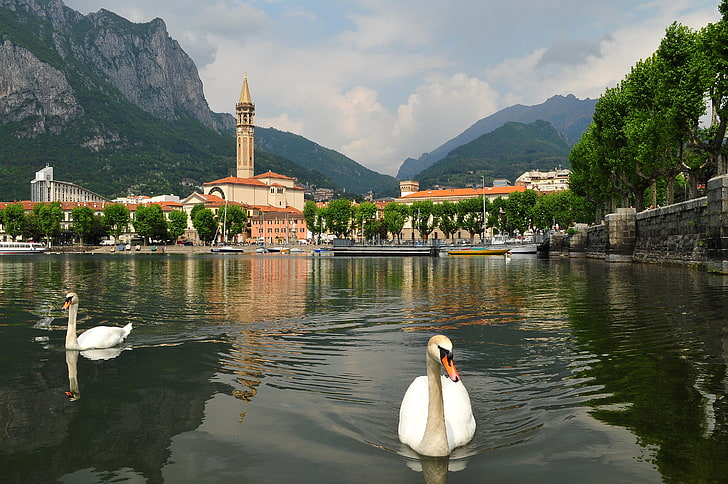 cisnes blancos, el cielo, las montañas, la ciudad, Italia, cisne, lago de Como, Lombardía, pticu, Lecco, Fondo de pantalla HD