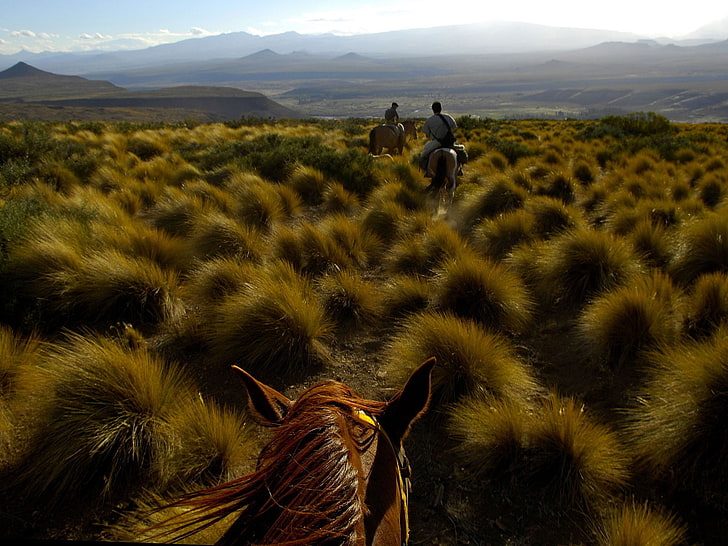 koń, pole, wzgórza, trawa, Tapety HD