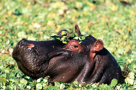 zwierzęta, hipopotamy, Tapety HD HD wallpaper