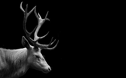 Deer, white, wildlife, HD wallpaper HD wallpaper