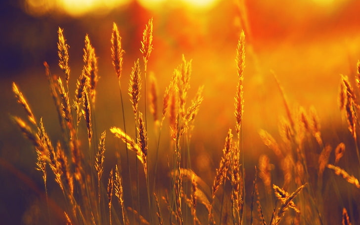 wheat field, ears, cereals, rye, wheat, orange, beams, sun, light, simplicity, HD wallpaper