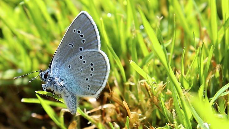 Schmetterling, Gras, HD-Hintergrundbild