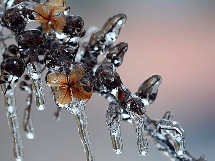 Ice Icicles, leaves, icicles, winter, nature and landscapes, HD wallpaper