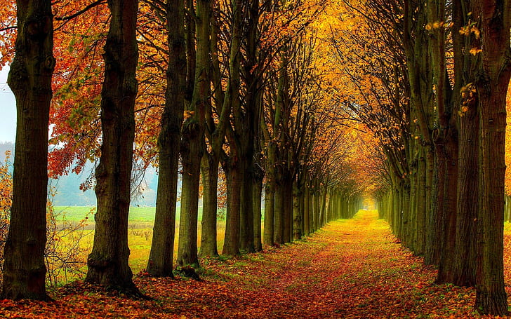 美しい自然の風景、森、木、秋、パス、秋の季節の森イラスト、美しい、自然、風景、森、木、秋、パス、 HDデスクトップの壁紙