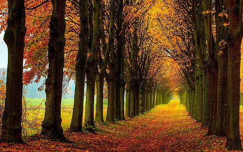 美しい自然の風景、森、木、秋、パス、秋の季節の森イラスト、美しい、自然、風景、森、木、秋、パス、 HDデスクトップの壁紙 HD wallpaper